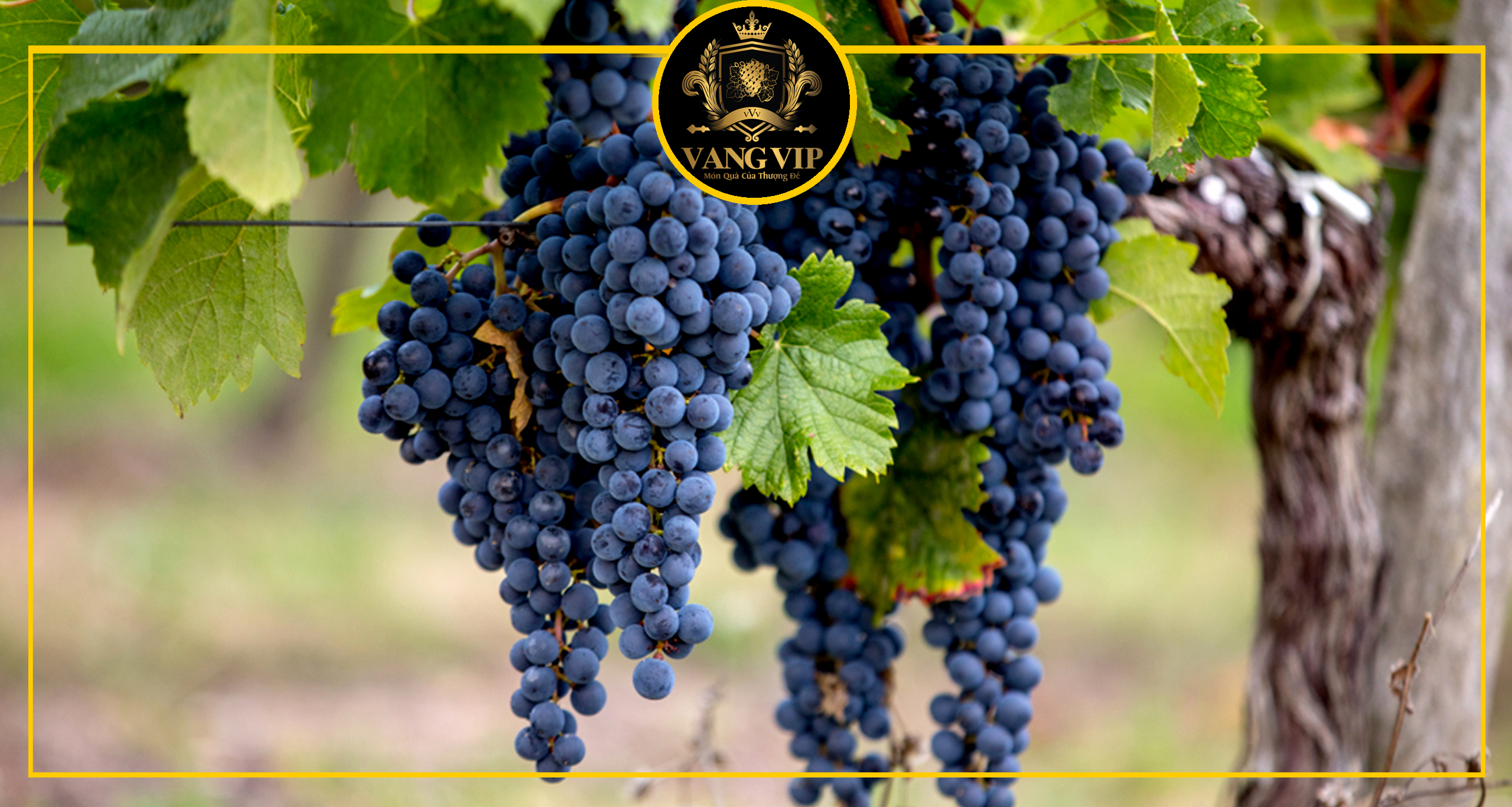 Nho Merlot - Nho làm rượu vang