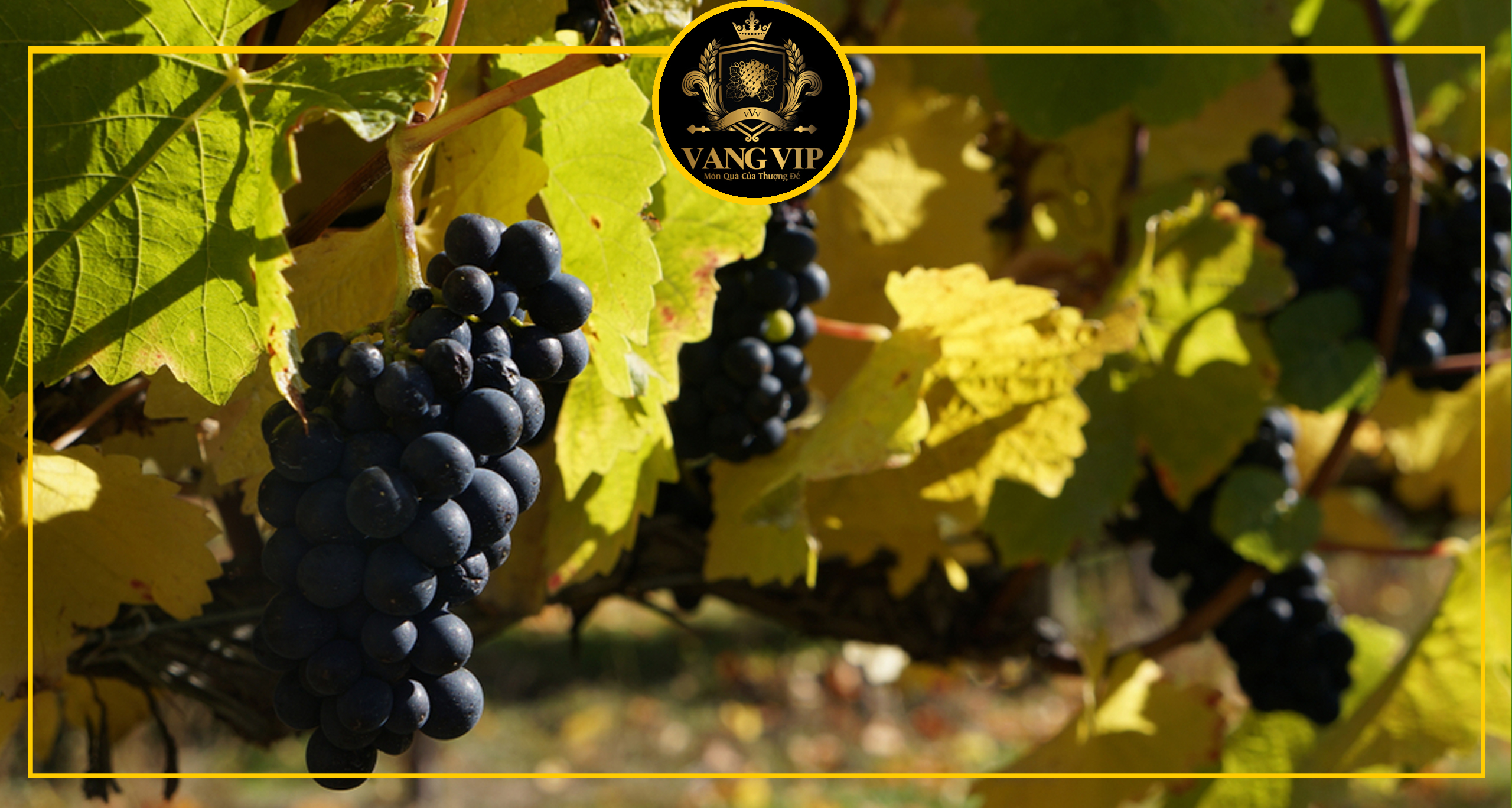 Pinot Noir được mệnh danh là nàng công chúa đỏng đảnh.